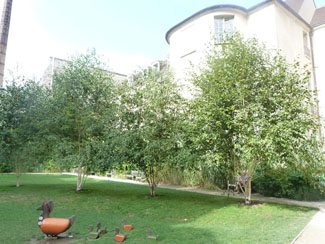Jardin des rosiers Le Marais 75004
