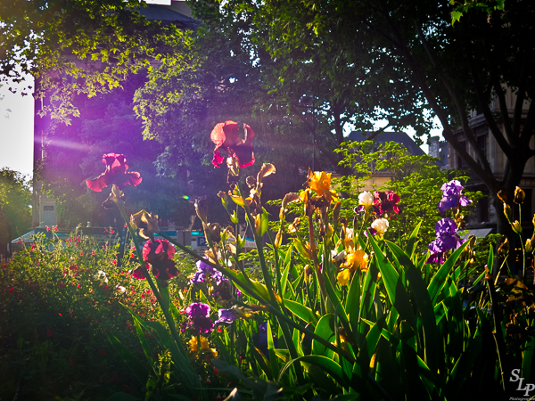 Springtime in The Marais with Serge Loyaute Peduzzi