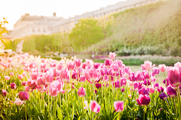 Springtime in The Marais with Serge Loyaute Peduzzi