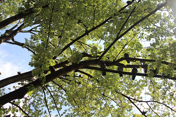 The Marais Secret Gardens