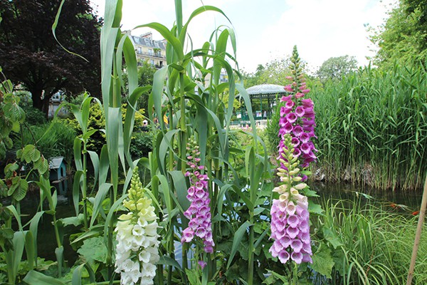 The Marais Secret Gardens