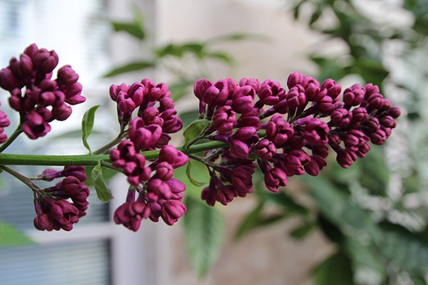 The Marais Secret Gardens