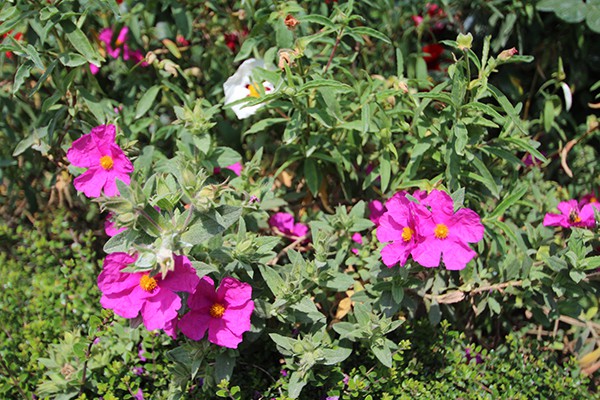 The Marais Secret Gardens