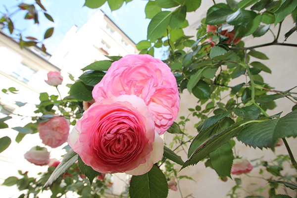 The Marais Secret Gardens