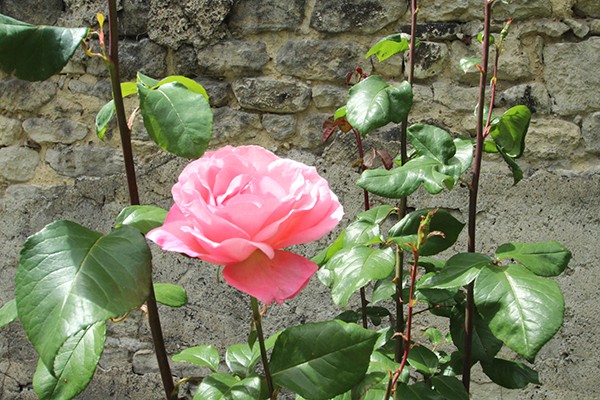 The Marais Secret Gardens