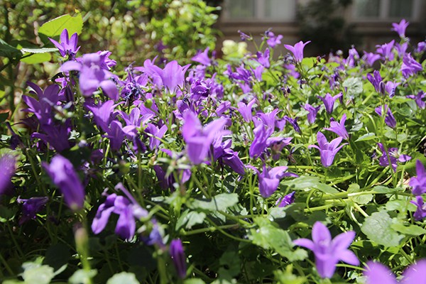 The Marais Secret Gardens