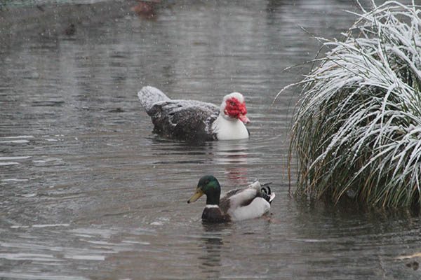 Le Marais under the snow