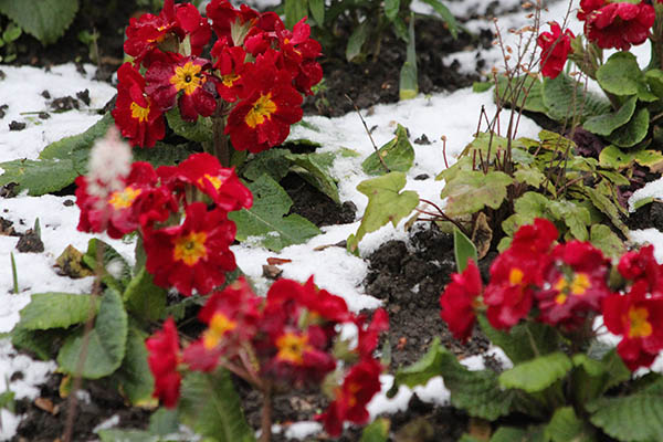 Le Marais under the snow