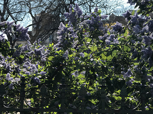 Le Marais, a Sleeping Beauty