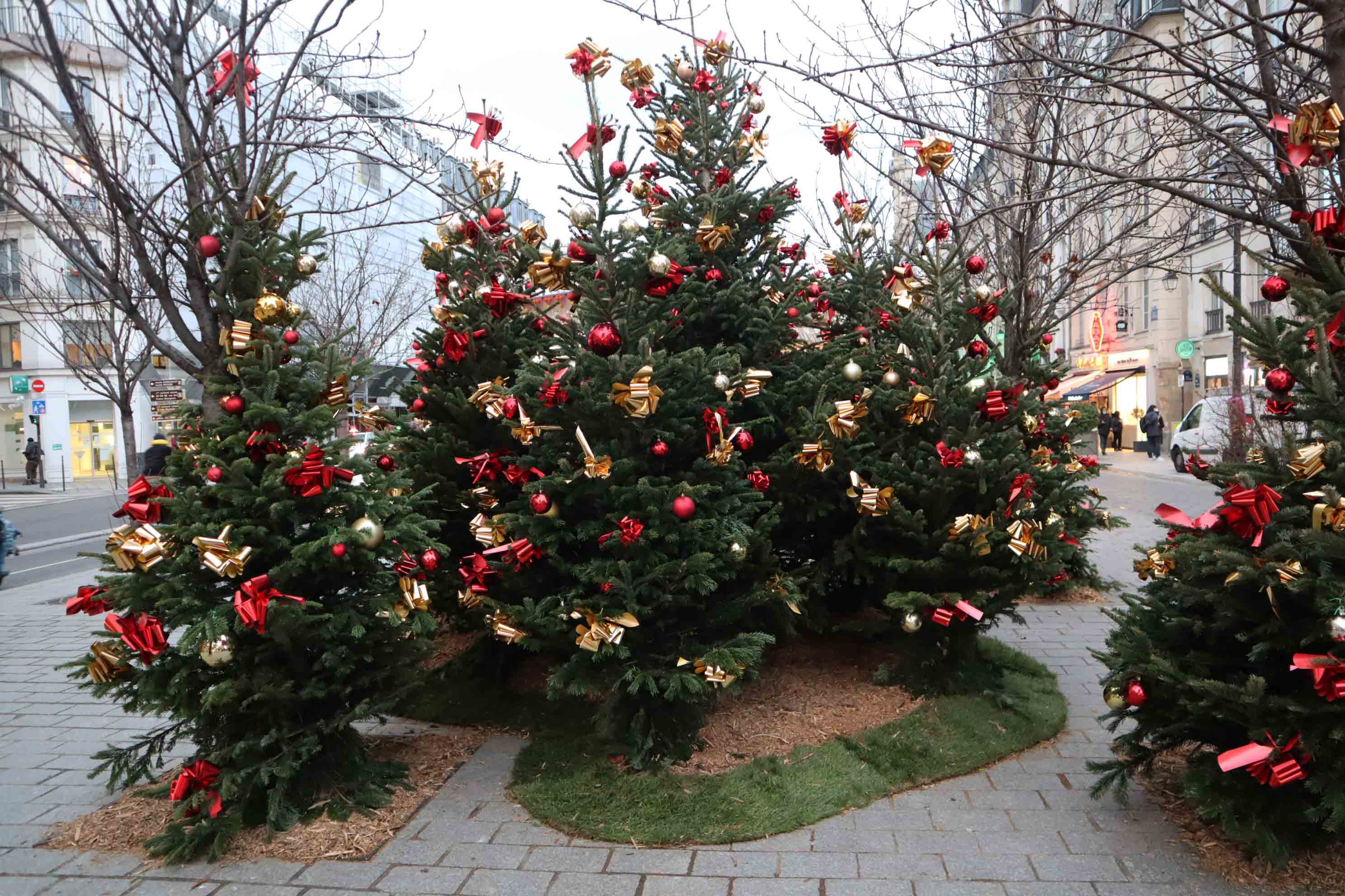 Une petite forêt de Noël dans le Marais !