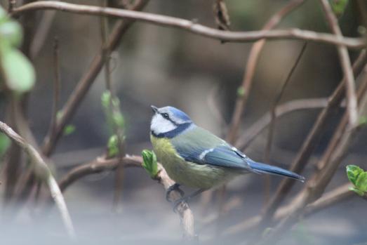 La nature dans le Marais !